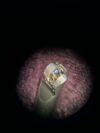 KARL STORZ 49003AE EndoCAMeleon variable direction 0-120* Laparoscope