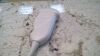 PHILIPS C5-2 Ultrasound Transducer