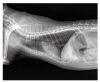 VIEWORKS Veterinary FXRD-1717VB DR