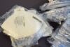 DRAGER -MEDICAL X-plore 1750 N95 Particulate Respirator Mask Box of 20 N95 Mask