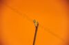 ARTHREX AR-13998 Labral FastPass Shoulder Scorpion