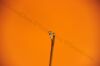 ARTHREX AR-13998QLF  Labral Shoulder Scorpion Quick Load Suture Passer w/FlushPoint