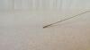 CIRCON ACMI GYA-732 Semi-Rigid Forceps