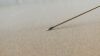 V. MUELLER Be2834 V. Mueller Be2834 Jako Scissors, Curved Left
