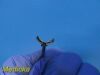 OLYMPUS A2889 Rigid Grasping Forceps Working Length 16.5