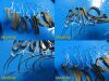 CODMAN Symmetry Duralook Fish Hook Neuro Elastic Retractor Set W/ Tray