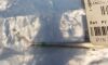 KARL STORZ 745716 Forceps