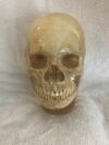HUMAN SKULL PHANTOM HUMAN SKULL PHANTOM