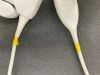PHILIPS C9-4 Ultrasound Transducer