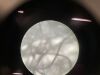 LEICA DM IL LED Inverted Phase Contrast Microscope