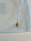 BIOTRONIK Lot of 2   STYLET FOR KENTROX, LINOX & LINOXSMART S 75-F, EXTRA FIRM 75CM S 75-E  124437  Exp.2021-05  (B11) 124437 S 75-E