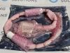 PHILIPS 459801539311 FRU, 3T 16CH WRIST COIL SYS CABLE-IND MRI Scanner