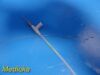 OLYMPUS FG-245X-1 & FG-24SW Grasping Forceps W/ 2 Handle (Lot of 5 Pieces)