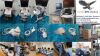 GE Voluson E8 Ultrasound - OB / GYN