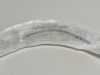 CAREFUSION Lot of 3 Vital Signs Tracheal Tube Oral/Nasal  8035UC   Exp.2023-03  (H8 ) 8035UC Vital Signs Tracheal Tube Oral/Nasal