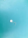 PHILIPS M1356A M2736A M1356A M2736A Transducer Probe Ultrasound Crystal 1.0M HZ  Fetal Monitor