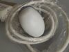 GE RAB6-D Ultrasound Transducer