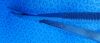 V. MUELLER OP5505 Scissors