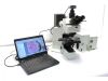 OLYMPUS BX61 Microscope