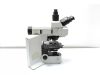 OLYMPUS BX61 Microscope