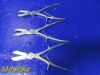 ZIMMER 3X  3410 Stille-Liston Bone Cutting Forceps, Straight; OL: 10Ã‚Â¾