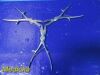 SKLAR 3X  Stille-Liston Bone Cutting Forceps;   Double Action, Straight; 10¾"