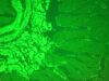 LEICA DMi6000 Microscope