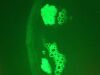 ZEISS AXIO Observer Z1 Microscope