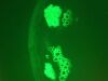 ZEISS AXIO Observer Z1 Microscope