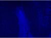 ZEISS AXIO Imager M1 Microscope