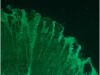 ZEISS AXIO Imager M1 Microscope