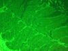 NIKON Eclipse TE2000-E Microscope
