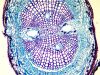 OLYMPUS BX53 Microscope