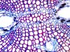 OLYMPUS BX53 Microscope