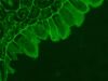 ZEISS AXIO Examiner.Z1 Microscope