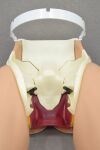 LIMBS & THINGS Limbs &amp; Things PROMPT Birthing Simulator Standard 80000 W/ Carrying Case - 176566 Birthing Simulator