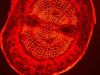 ZEISS AXIO Observer.A1 Microscope