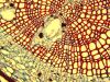 OLYMPUS CKX53SF Microscope
