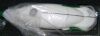 JRC 10C-SC Ultrasound Transducer