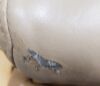 STORZ SMR23000 EXAM CHAIR