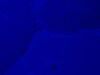 ZEISS Axiovert 200m Microscope