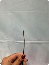OLYMPUS BF-MP160F Flexible Bronchoscope