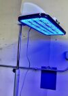 NATUS NeoBlue Photapy Lamp