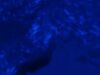 ZEISS AXIO Observer 7 Microscope