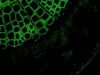 LEICA DM6 B Microscope
