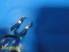 SMITH & NEPHEW 7117-0045 Screw Forceps; Richards Small Fragment System