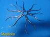 UNBRANDED (SKLAR) Orthopedic / Dental Forceps (Lot of 6)