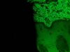 LEICA DMi8 Microscope