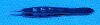 KATENA KT5-5010 Forceps