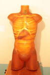  000 Adult Male Human Torso Imaging Phantom Tissue Phantom